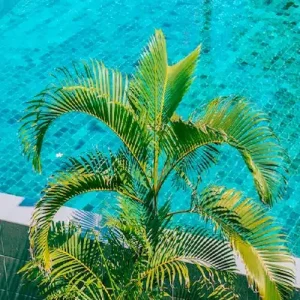 Pool, Features